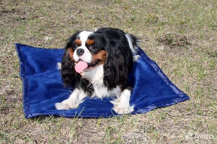 Коврик для животных