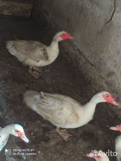 Индоутки и индоутиное яйцо