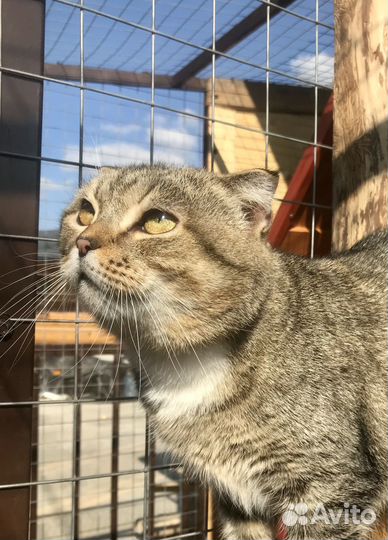 Кошка в дар бесплатно