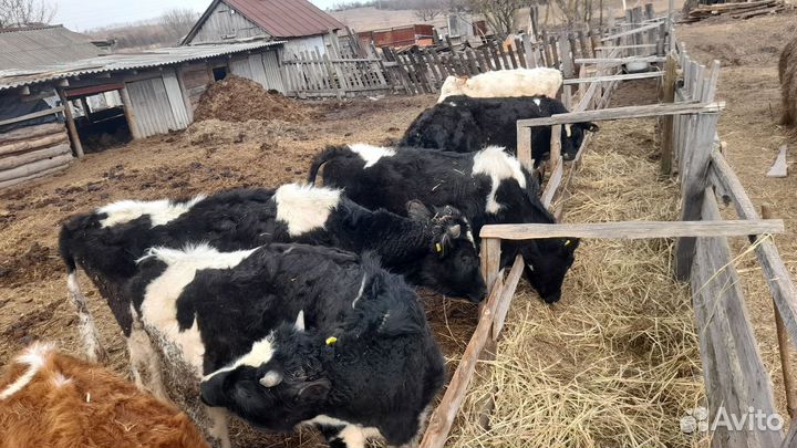 Телята бычки