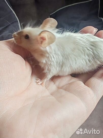 Мышки мальчики