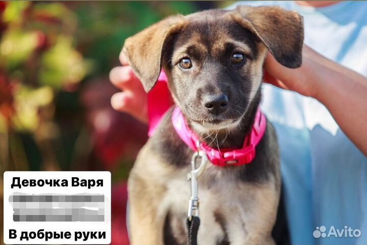 Щенок в добрые руки
