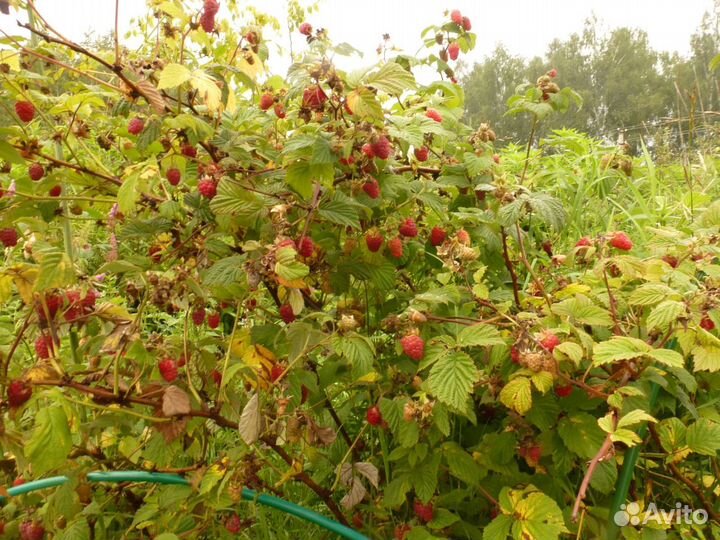 Продаются Саженцы Малины