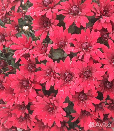 Продаётся Хризантема Мультифлора