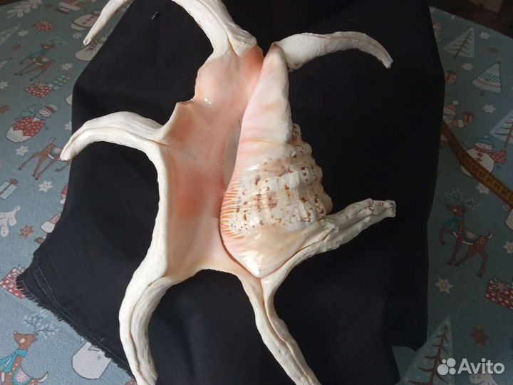 Морские ракушки раковины