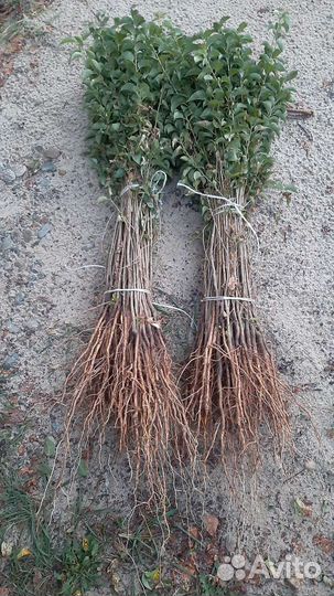 Продам подвой антипки домашней