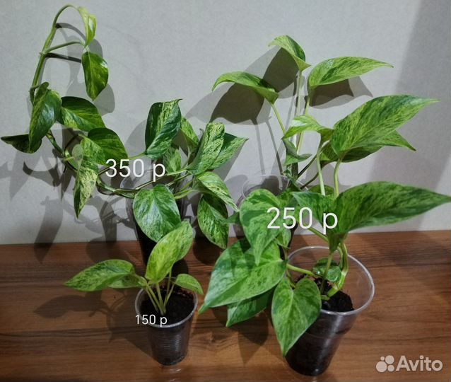 Сциндапсусы, эпипремнумы