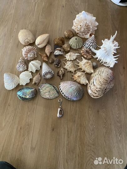 Морские звёзды и морские ракушки