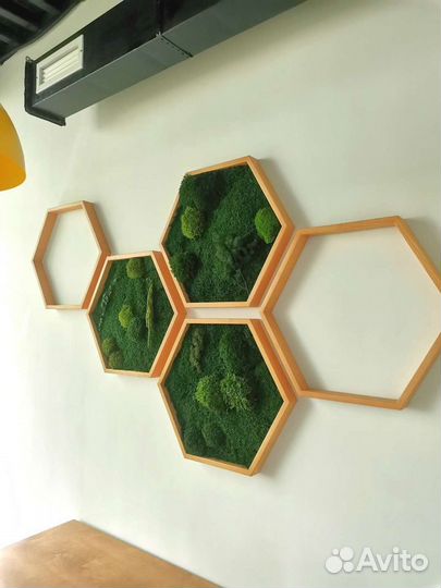 Сото со мхом фитокартина