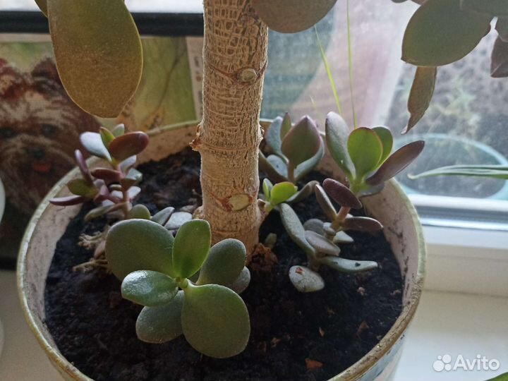 Отростки денежеого дерево