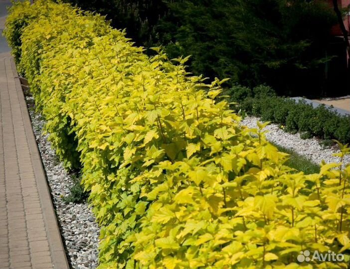 Саженцы пузыреплодник