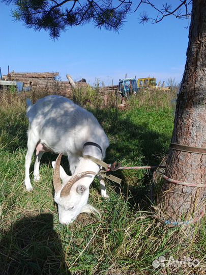 Продам козу