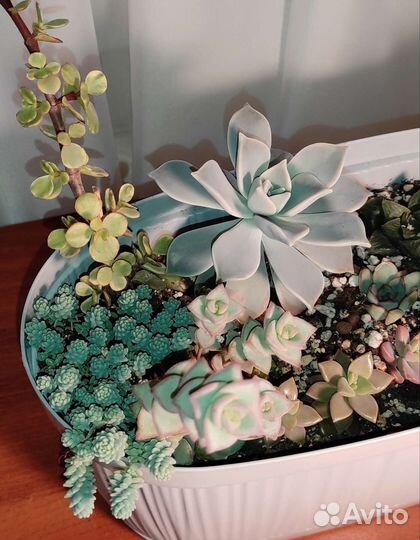 Суккуленты