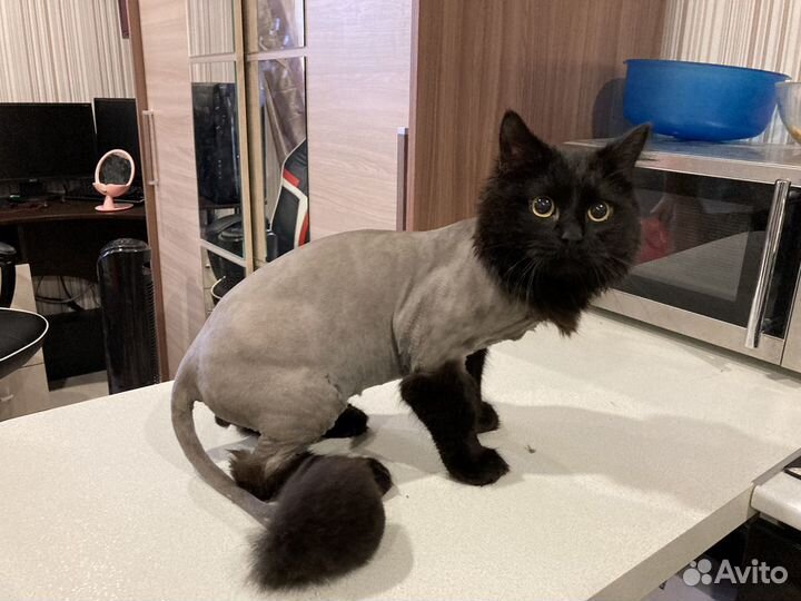 Стрижка и вычёсывание кошек. Груминг кошек