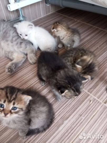 Котята в добрые руки