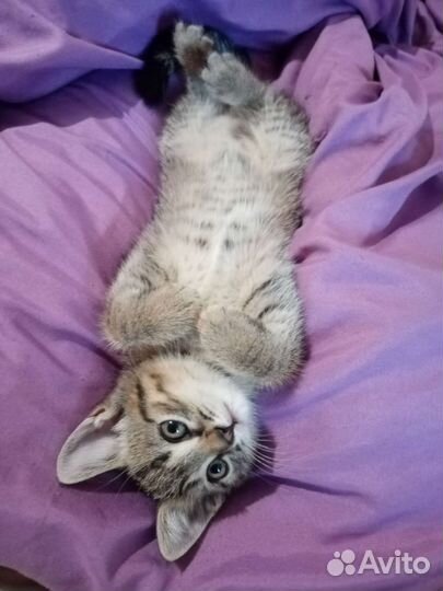 Котята в дар