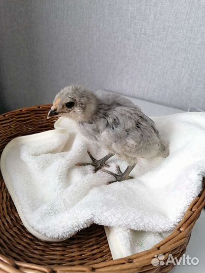 Продам цыплят амераукана (лаванда)