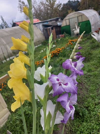 Дача 50 м² на участке 5 сот.