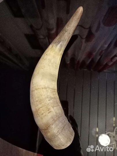 Рог горного козла 1970год