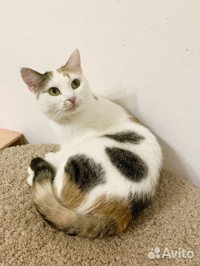 Кошечка Молли