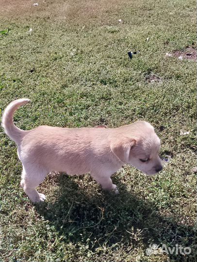 Щенята в добрые руки