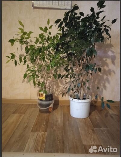 Комнатные цветы