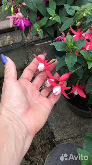 Черенки фуксии кустовой Classic