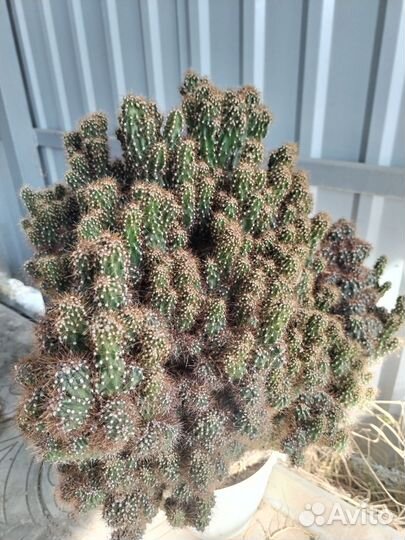 Кактусы и суккуленты