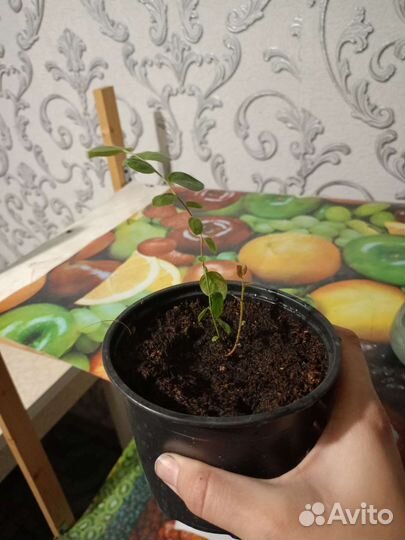 Голубика садовая саженцы