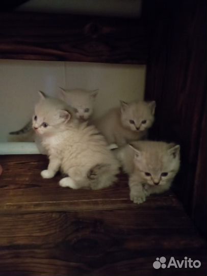 Котята в добрые руки даром бесплатно