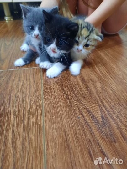 Котята