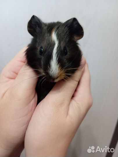 Морская свинка