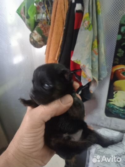 Той-терьер щенки