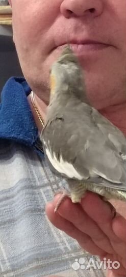 Попугай корелла мальчик ручной