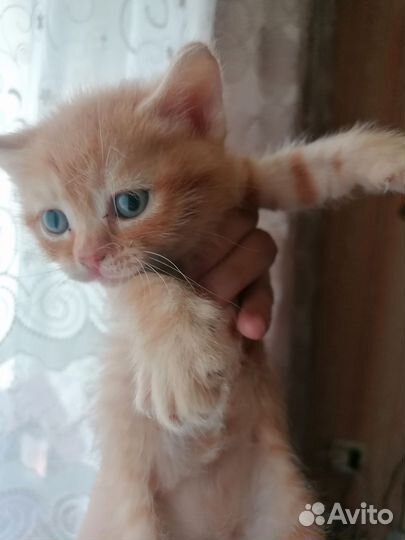 Кошки в добрые руки бесплатно