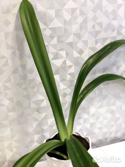 Комнатное растение Гиппеаструм оранжевый, лилейник