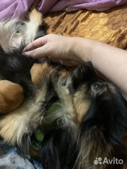 Русский той-терьер длинношерстный