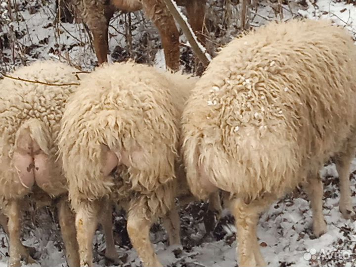 Овцы бараны