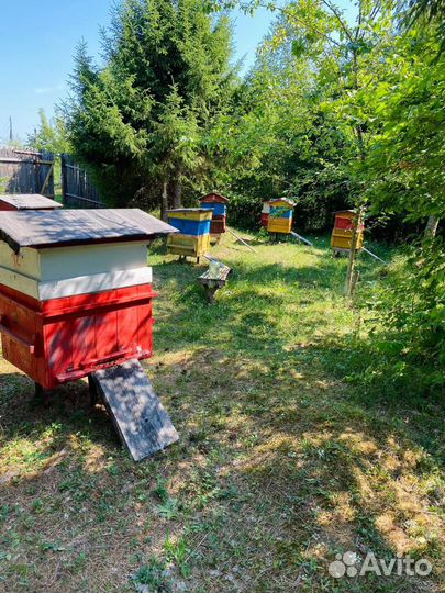 Мед натуральный, свежий, сбор 2023