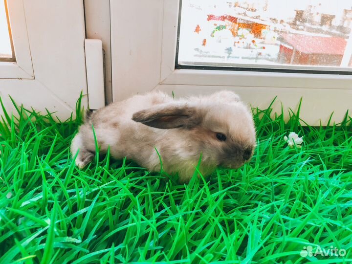 Карликовый кролик