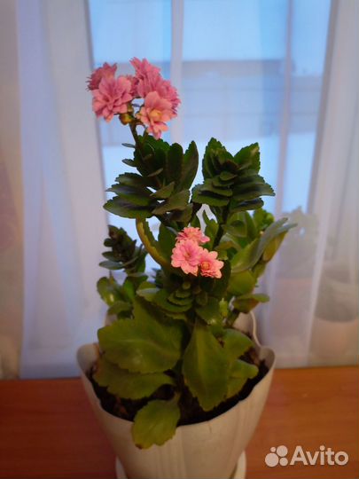 Каланхоэ цветущий продаю укоренённые ростки по 60р