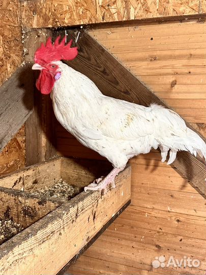 Инкубационное яйцо Пушкинская