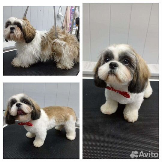 Стрижка(вычесывание) собак,кошек