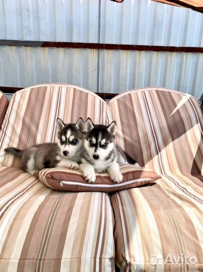 Сибирский хаски мальчик и девочка