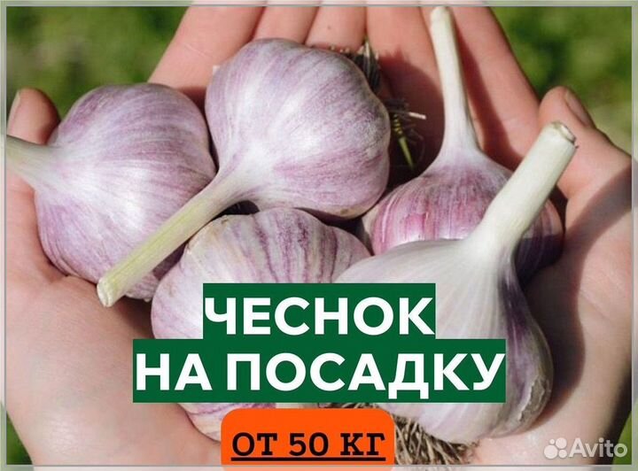 Чеснок озимый на посадку