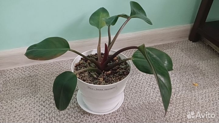 Комнатные цветы