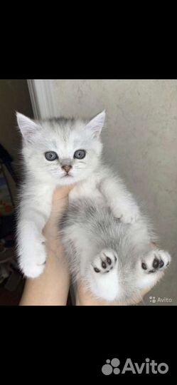 Британские котята