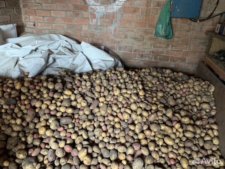 Картофель деревенский