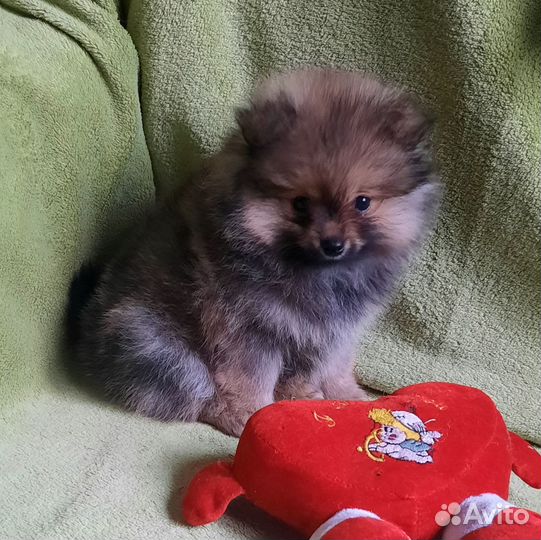 Померанский шпиц мини