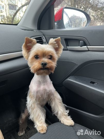 Йоркширский терьер вязка мальчик